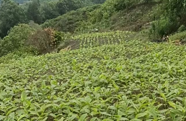 泸州新增10家中药材“定制药园”种植基地(图7) 园7.jpg