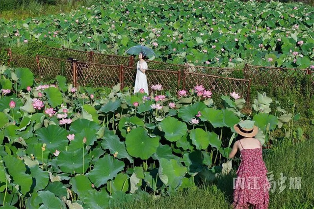 接天莲叶无穷碧！内江近郊这处绝美秘境正值颜值巅峰