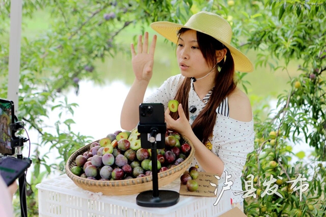 藏不住了,泸县这里的李子有自己的溯源直播(图5) 李5.jpg