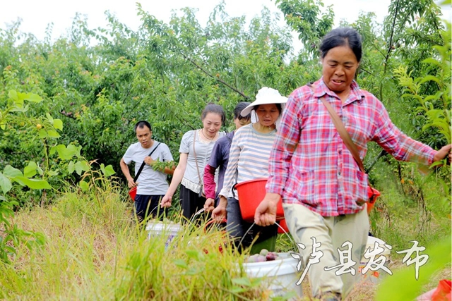 藏不住了,泸县这里的李子有自己的溯源直播(图7) 李7.jpg