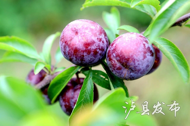 藏不住了,泸县这里的李子有自己的溯源直播(图9) 李9.jpg