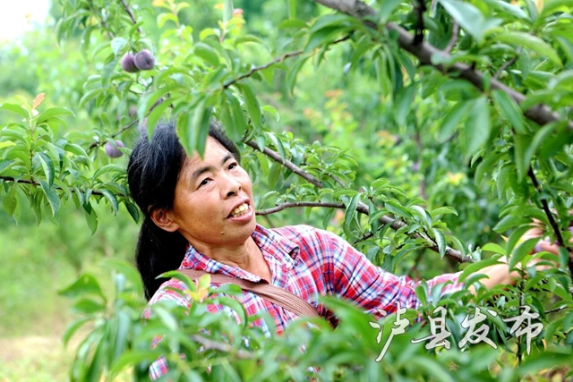 藏不住了,泸县这里的李子有自己的溯源直播(图8) 李8.jpg