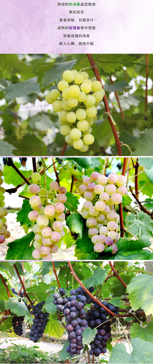 屏幕截图_20-6-2026_222832_mp.weixin.qq.com.jpg