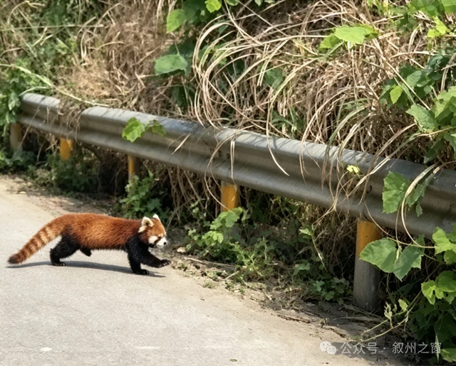 稀有！宜宾天宫山拍到野生小熊猫！