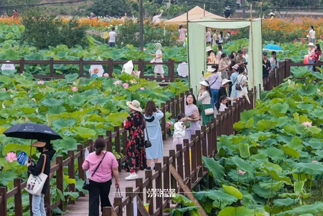 打卡必冲!夏至荷开正盛,泸州这两处荷塘超出片(图5) 5.jpg