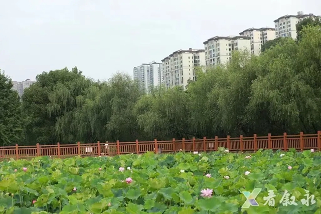 打卡必冲!夏至荷开正盛,泸州这两处荷塘超出片(图8) 8.jpg