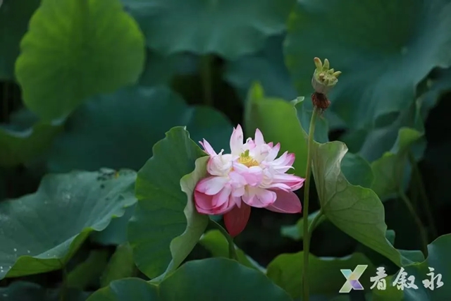 打卡必冲!夏至荷开正盛,泸州这两处荷塘超出片(图10) 10.jpg