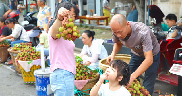 合江荔枝上市，妃子笑、绛沙兰抢“鲜”登场！