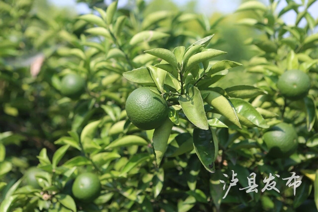 这种果子又苦又涩,泸县村民却把它当成“宝”(图4) 宝4.jpg