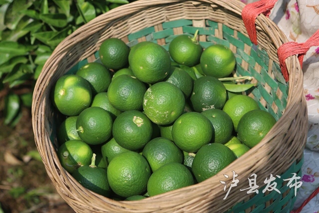 这种果子又苦又涩,泸县村民却把它当成“宝”(图5) 宝5.jpg