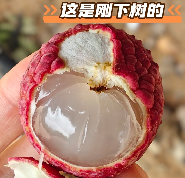 别光“吃肉”!荔枝壳和核才是“隐藏大佬”(图2) 荔枝2.jpg