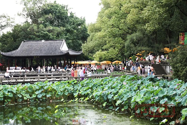 走!忠山公园赶“荷”市(图1) 1.jpg