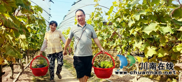 纳溪区新乐镇:葡萄园放养家禽 省力肥田又增收(图1) 图1:放养家禽让葡萄提质又增收.jpg