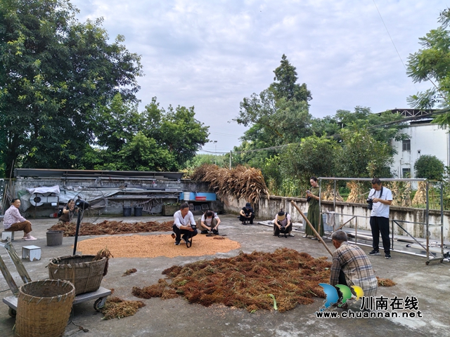 镜头绘红粱 光影振乡村|泸县摄协组织公益摄影培训班赴谭坝高粱基地采风并开展优秀会员表彰(图3) 学员们采风现场(曾佐然摄).jpg