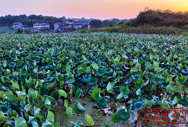 江阳区况场街道:来者“荷”人,为“荷”进城(图4) 4.jpg