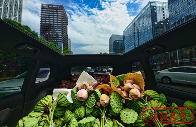 江阳区况场街道:来者“荷”人,为“荷”进城(图14) 14.jpg