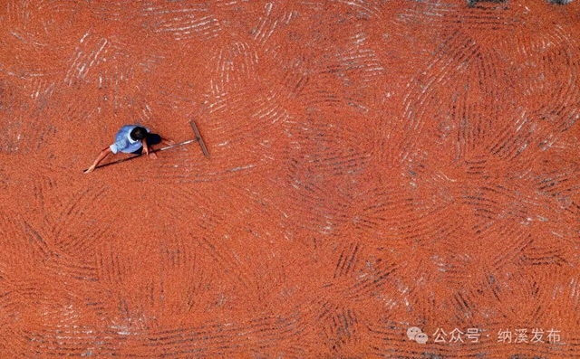 盛夏丰收红满坡！纳溪3万亩高粱订单好“钱”景