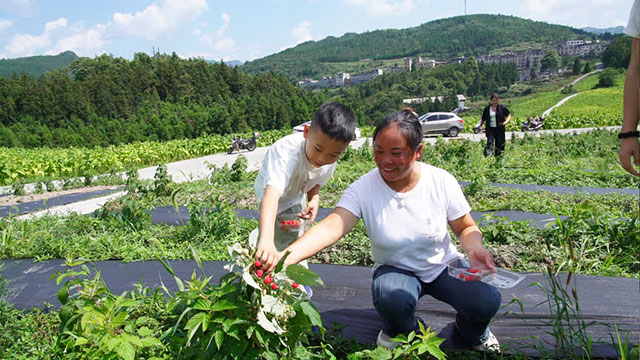 古蔺箭竹苗族乡：“红树莓”串起农旅融合好“丰”景