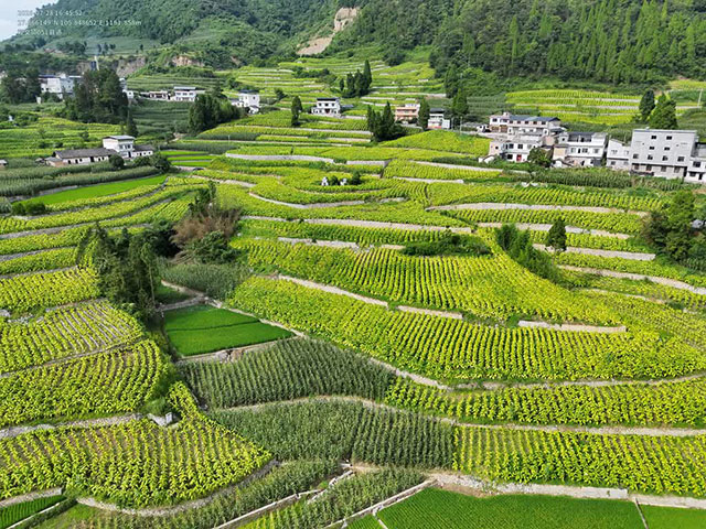 乌蒙山间“金叶”飘香——观文镇烤烟产业铺就乡村振兴致富路(图1) 1.jpg