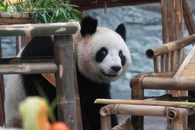 首次联动！宜宾蜀南竹海举行大熊猫生日季丰容活动