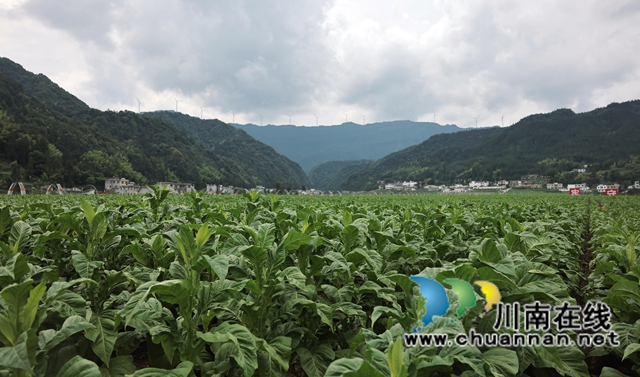 配图：当地示范园区内的连片烟叶长势喜人（赵晓丹拍摄）.jpg