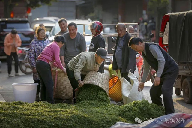纳溪区“镜观特早茶乡 品味中国春天”短视频、摄影比赛获奖名单公布，快来围观！
