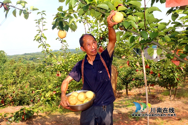 王文清采摘黄金梨.JPG