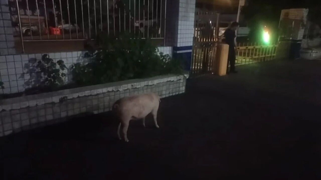 猪1.jpg
