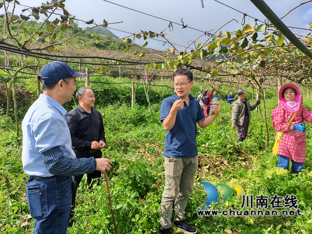 糖度飙升、亩产翻3倍！纳溪“猕匠”把夜间补光技术带向全省