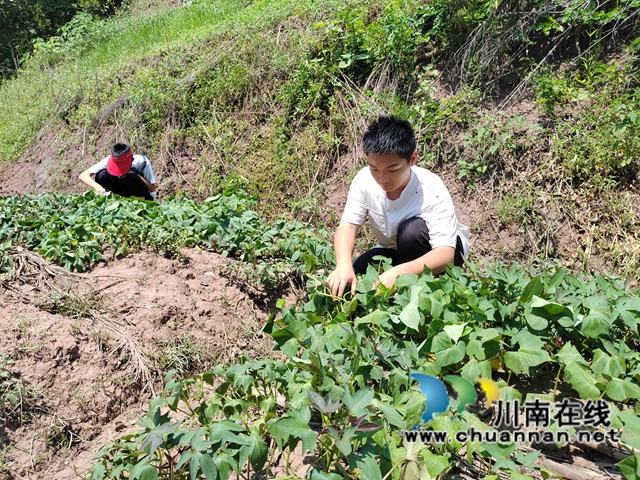 为红薯除草.jpg
