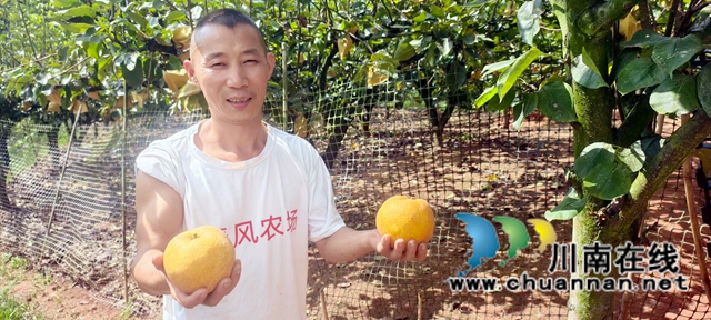 图1：王强的生态黄金梨个大汁多化渣.jpg