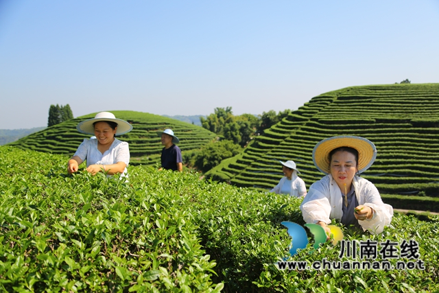 纳溪：白露茶开采，一冷一热造就独特风味