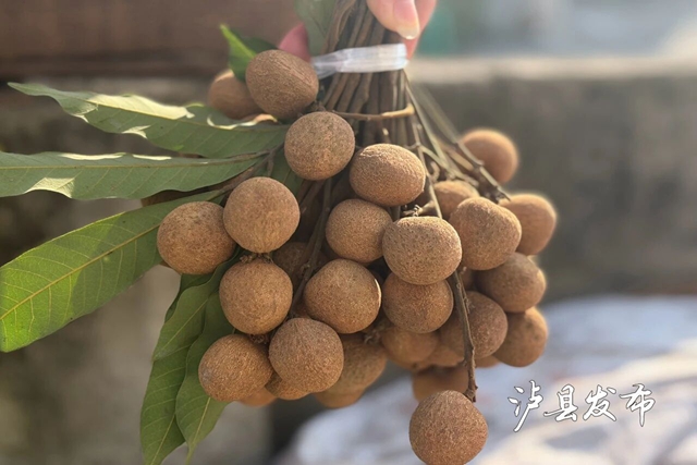 桂圆1.jpg