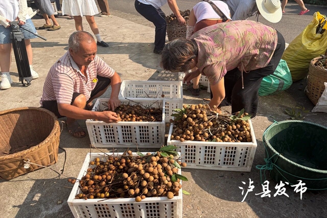 预计销售额超800万！泸县龙眼深加工产品成市场“新宠”