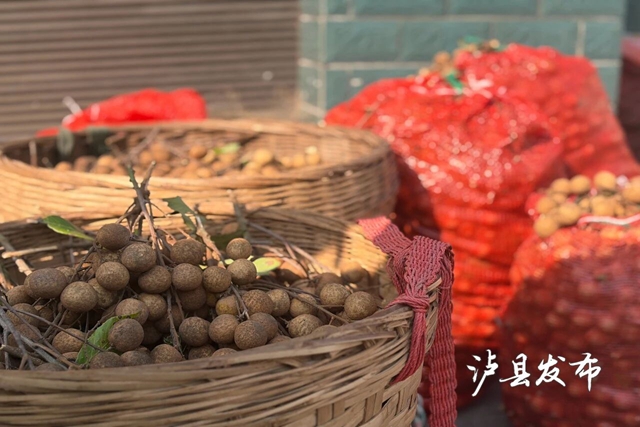 桂圆2.jpg