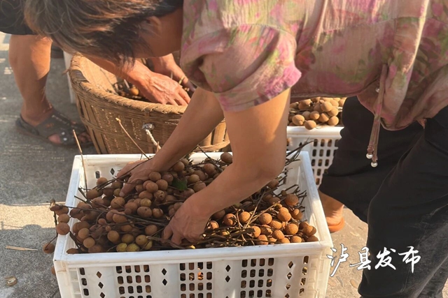 桂圆4.jpg