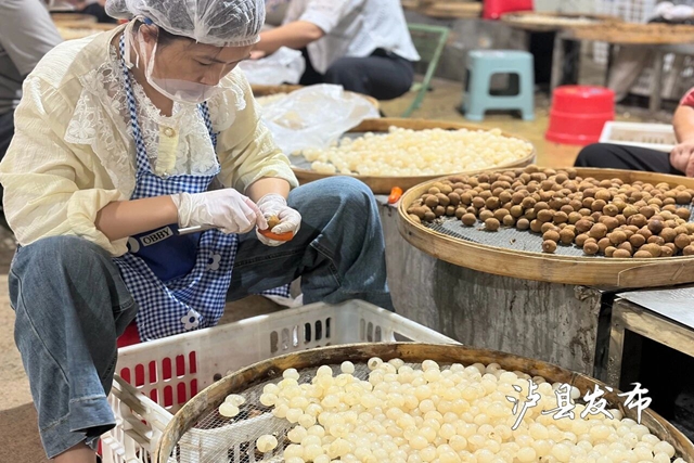 桂圆5.jpg