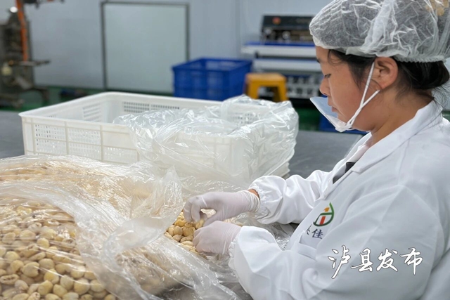 桂圆7.jpg