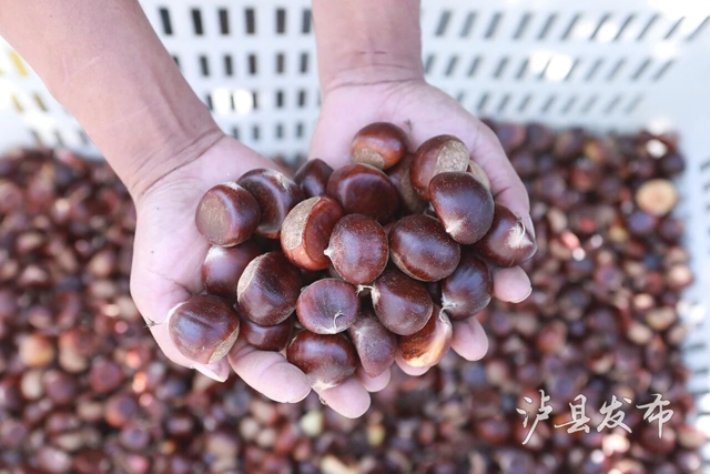 全身带刺的果子？泸县村民忙着捡这口美味