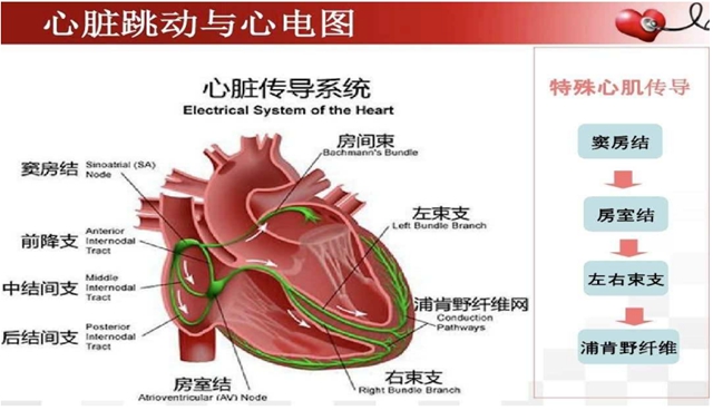 28岁反复查出“窦性心律”,是猝死信号?有这几个情况要重视(图2) 心电.jpg