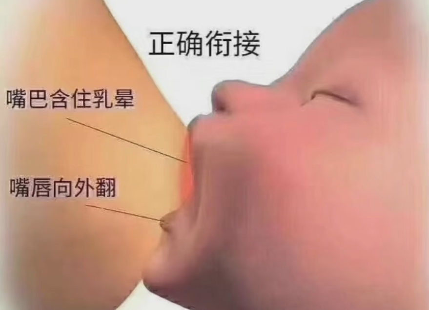 胸2.png
