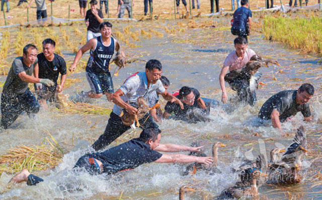 田埂当会场，农民站C位！古蔺这个“土味”十足的丰收盛会，唱响“蔺州粮仓”名号