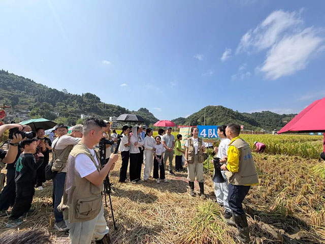 1小时100万人观看？为何古蔺丰收节直播这么火？
