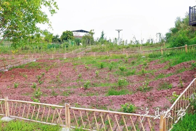 抓住假期尾巴,来泸县近郊游打卡,吃喝玩乐一键get(图3) 3.jpg
