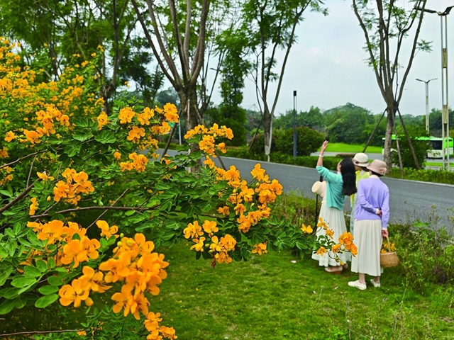 泸州的“小黄花”开了，随手一拍都出片