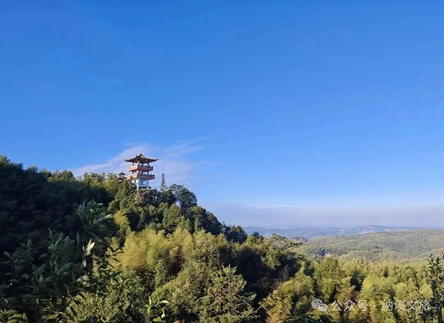 刷屏朋友圈!G546秋日小黄花大道+色彩漫步,解锁纳溪最治愈深秋(图13) 黄13.jpg