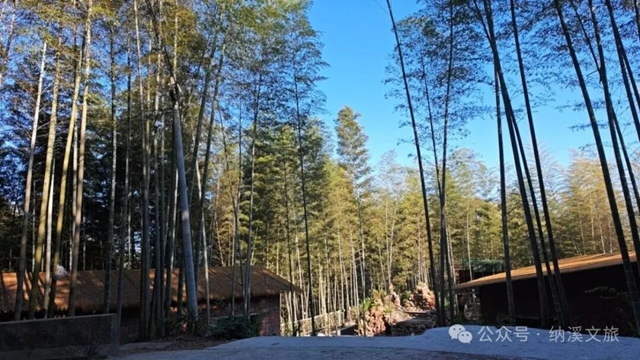 刷屏朋友圈!G546秋日小黄花大道+色彩漫步,解锁纳溪最治愈深秋(图15) 黄15.jpg