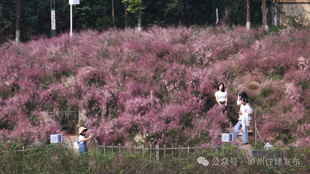 泸州这些公园粉黛进入盛花期！拍照很美， "打卡"勿忘文明