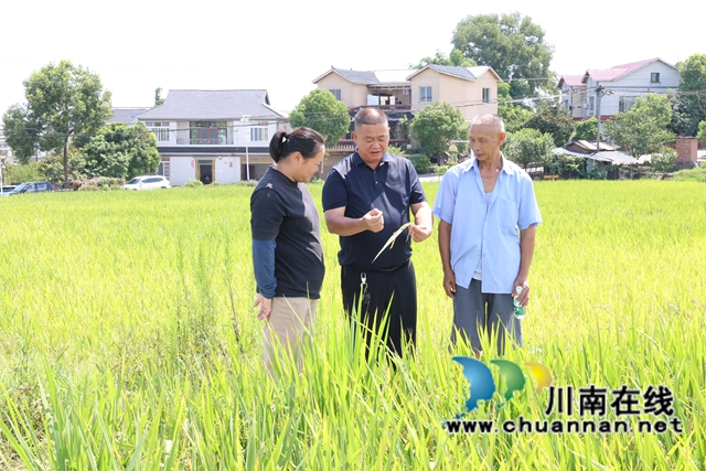 村干部穿行田垄间，俯身检查水稻生长情况.JPG
