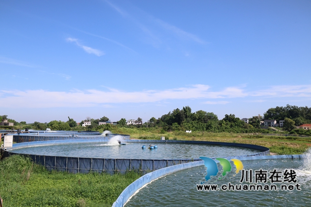 安美农场10座高密度活水养鱼池排列整齐.JPG